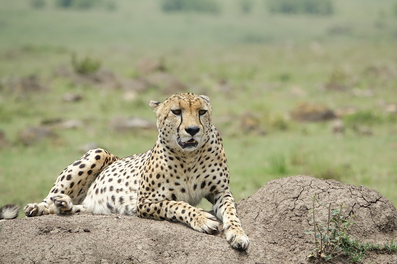 Masaimara national reserve