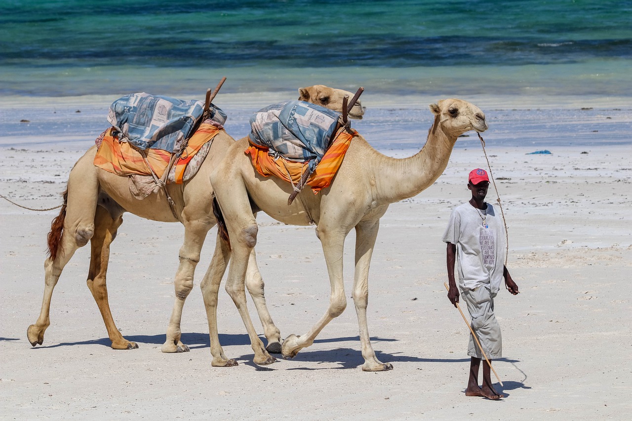 Kenya Safaris