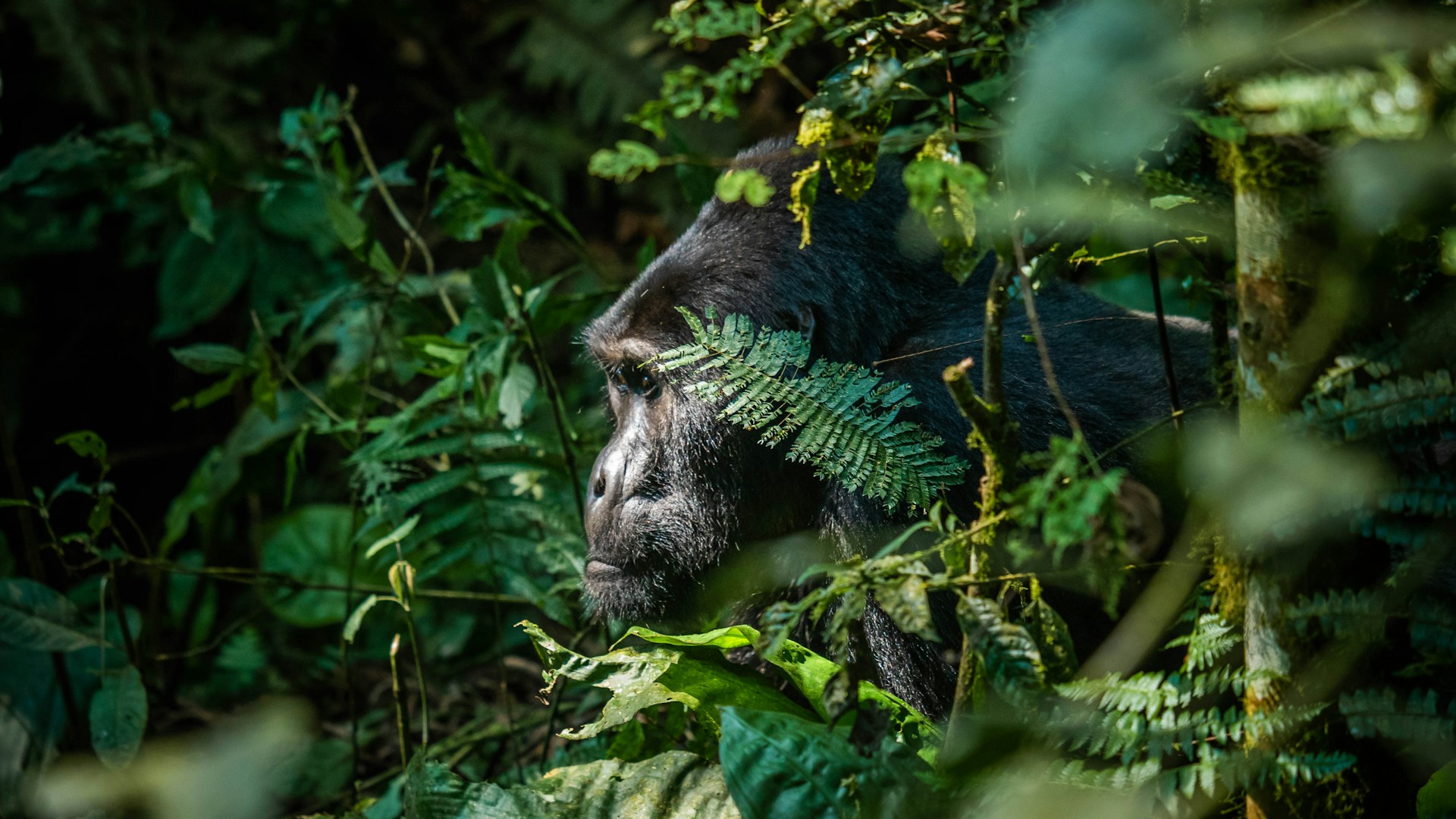 Uganda Safaris