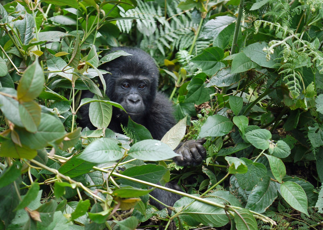 Rwanda Safaris