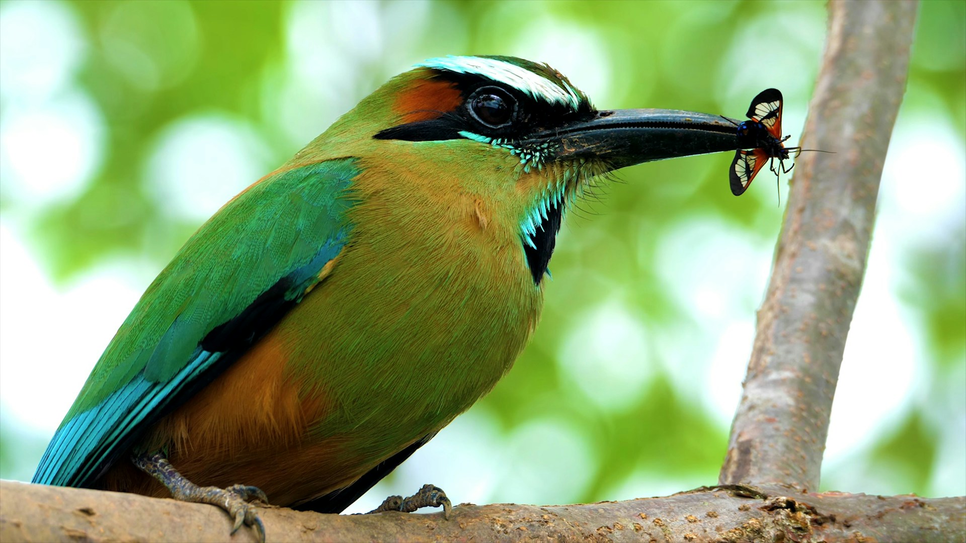 8 days rwanda safari