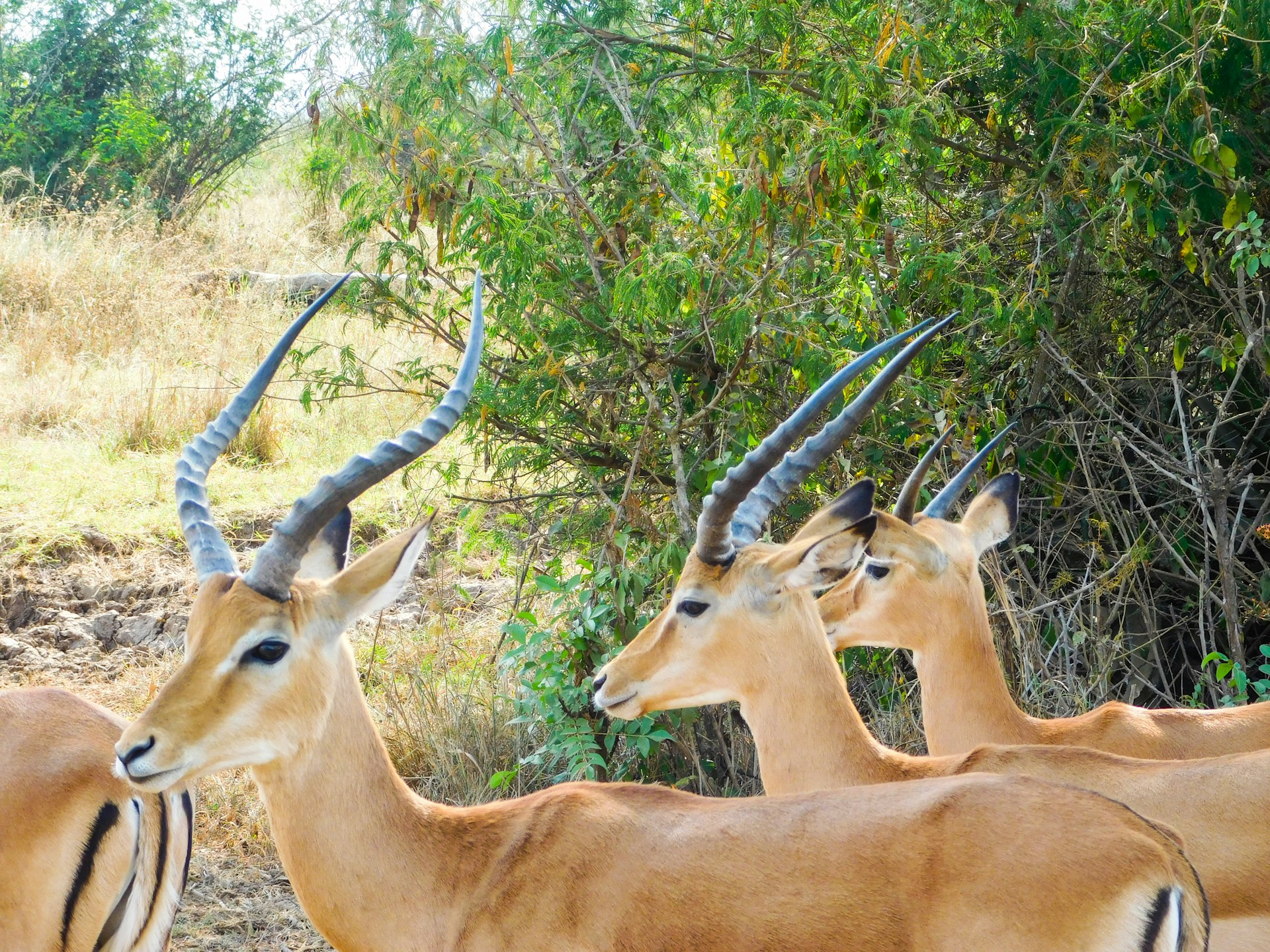 Akagera National Park