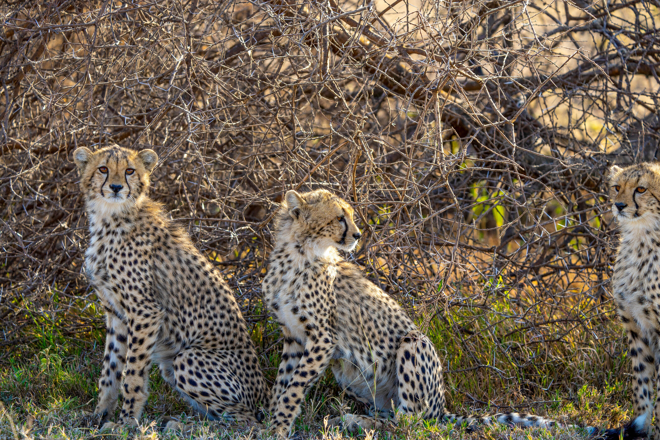 14 days calving season safari