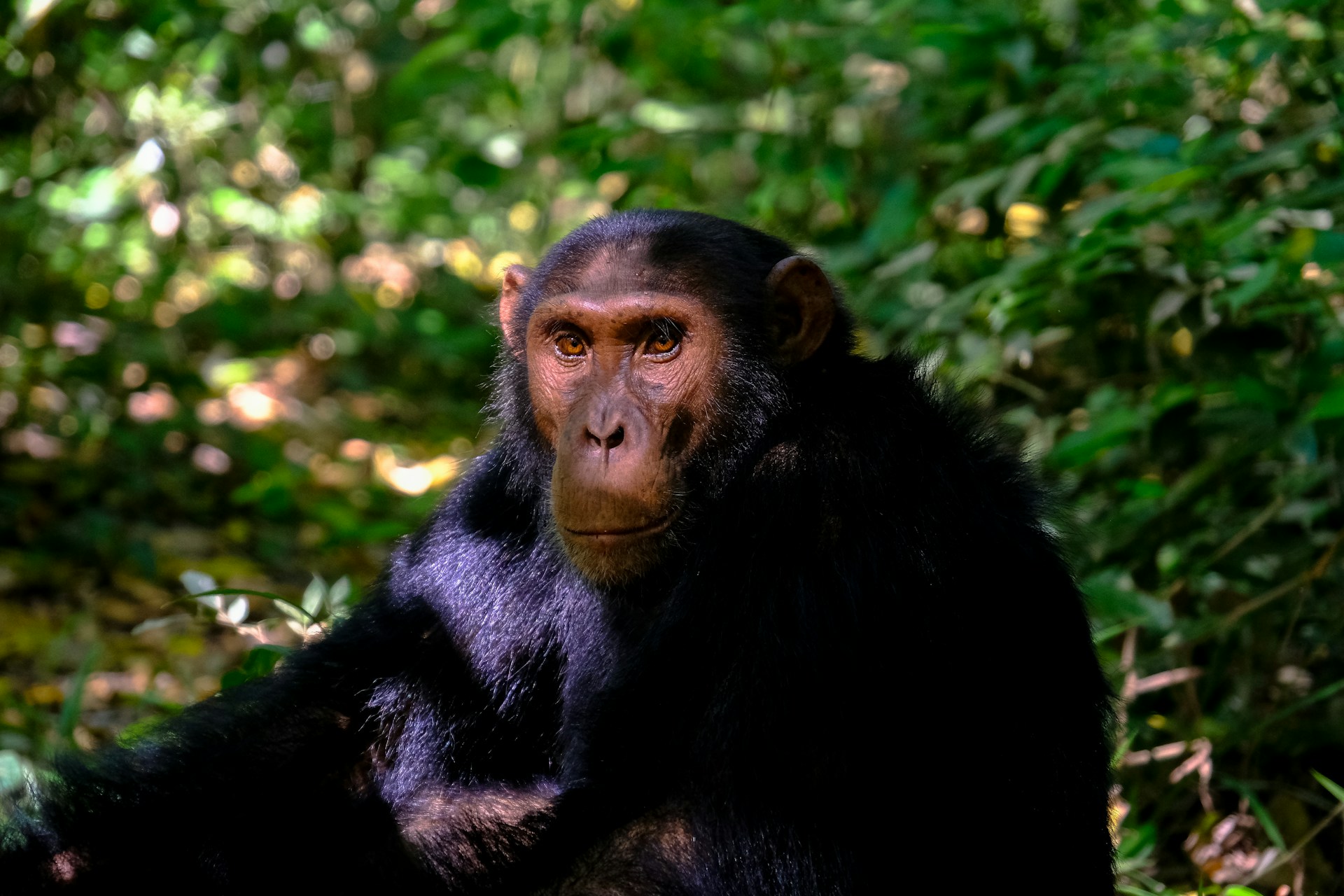 gombe national park