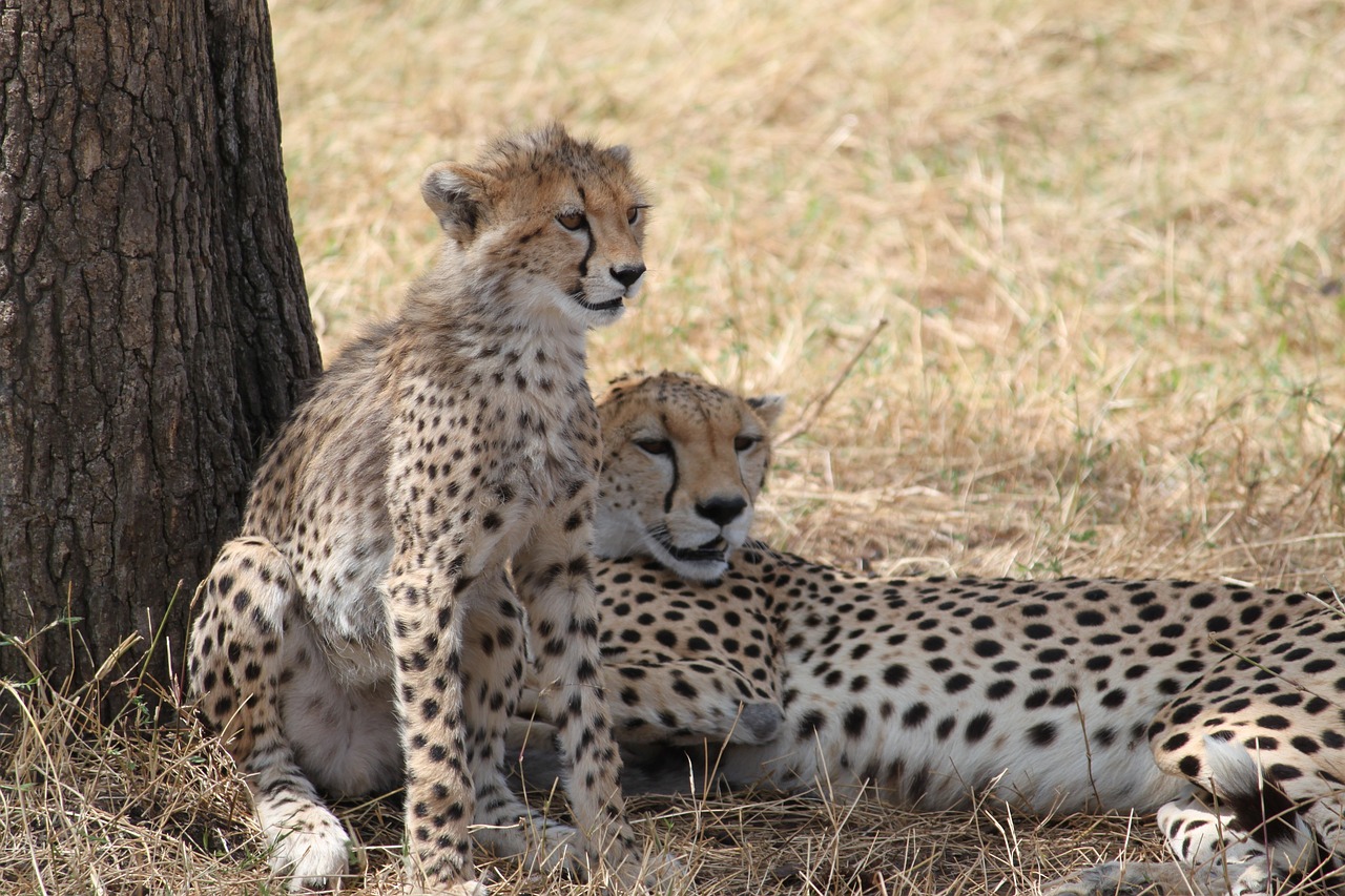 4 days calving season safari