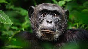 8 days chimpanzee safari
