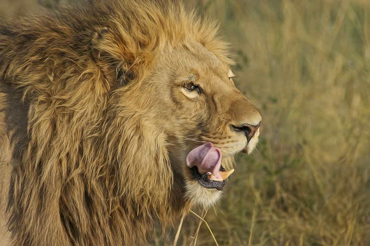 8 days luxury safari and zanzibar