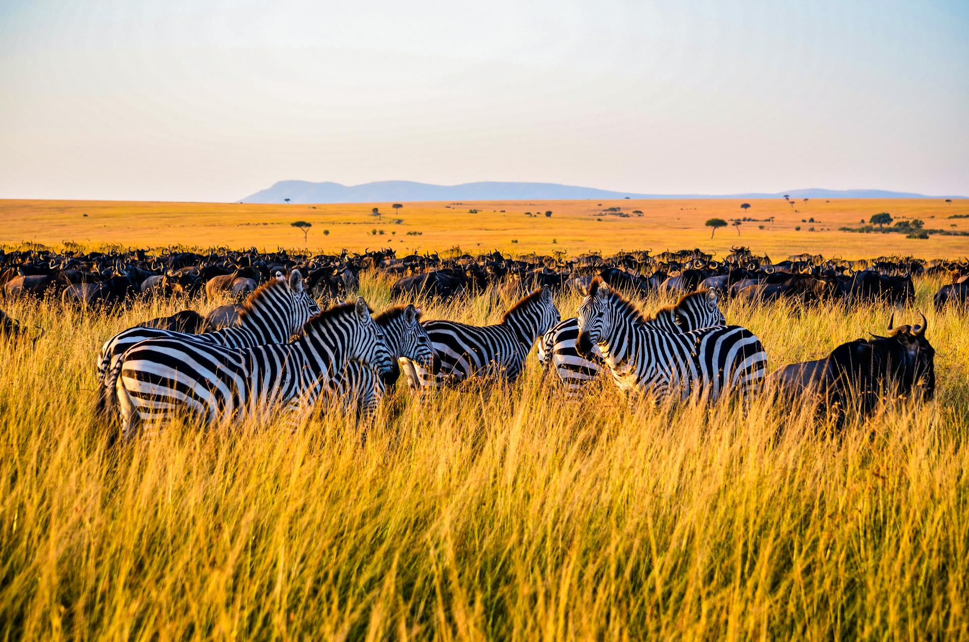 9 days safari